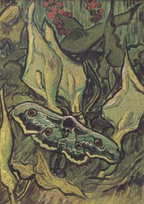 Vincent Van Gogh Death's-Head Moth (nn04) china oil painting image